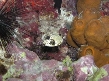 Smooth Trunkfish in Cozumel. Beautiful backdrop coloring. by Rob Sharkey 